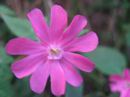 Red campion