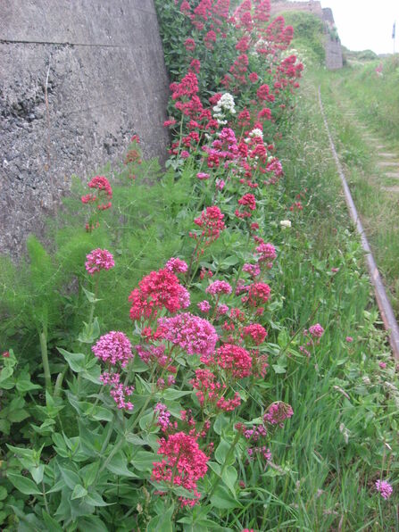 Red Valerian