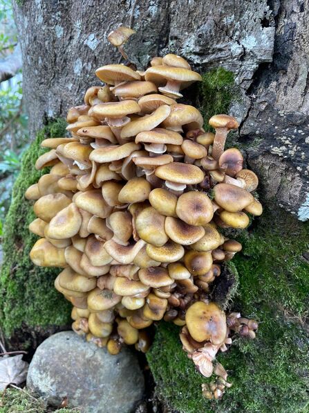 Honey fungus