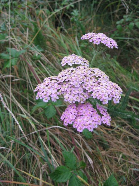 Yarrow 