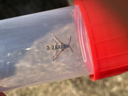 Six-belted Clearwing moth