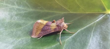 Burnished Brass moth