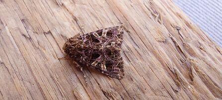 Campion moth