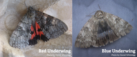 Red underwing and blue underwing
