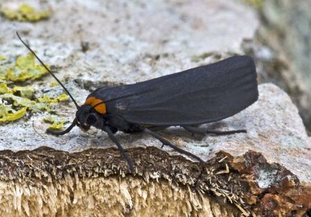Red-necked footman