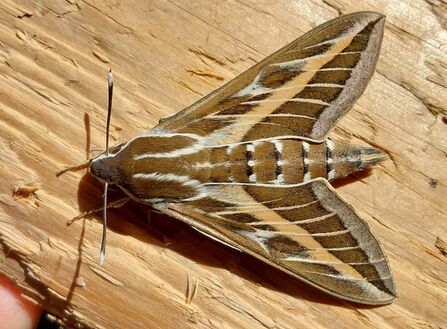 Striped hawk-moth / Lou Collings