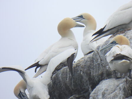 Gannets / Photo by Thanh Doan