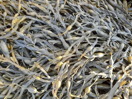 Egg wrack / Credit Thanh Doan