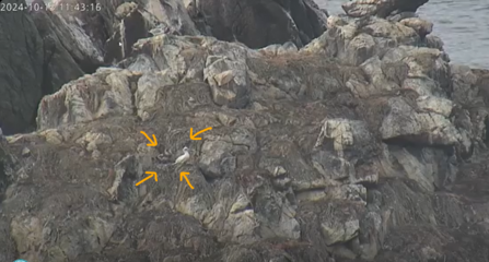 Screenshot gannet cam_Les Etacs in October 2025
