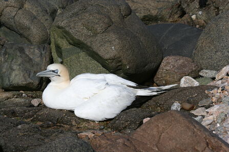 Gannet / Photo by Bill Black