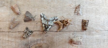 Moths in late March