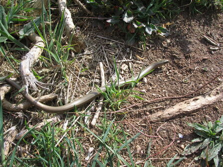 slow worm