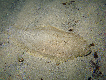 Common Sole