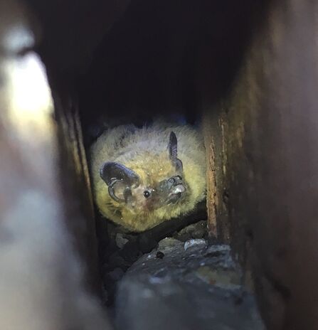 Common pip_Credit nkrisz23 licence under CC-BY-NC via iNaturalist photo 335989008