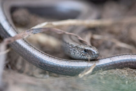 Slow worm