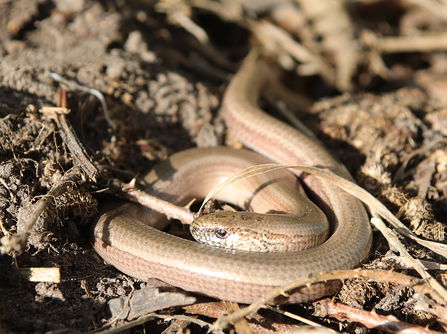 Slow worm