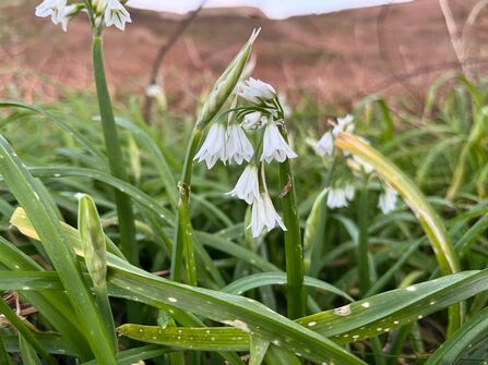 Three-cornered leek