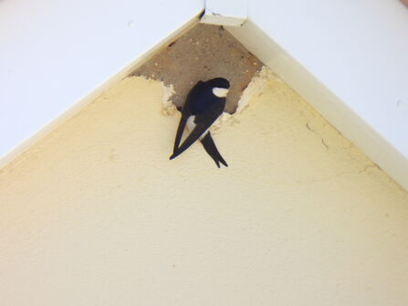 House Martin prospecting for a nesting site on Alderney
