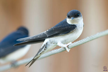 House Martin_ Photo 323621902, (c) Erik Eckstein, some rights reserved (CC BY-NC), uploaded by Erik Eckstein