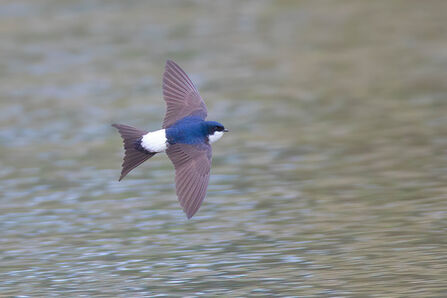 House martin_Photo 120619248, (c) egorbirder, some rights reserved (CC BY)