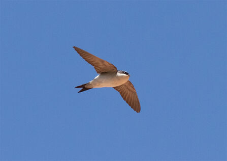 House martin_Photo 129415579, (c) Roberto Brembilla, some rights reserved (CC BY-NC), uploaded by Roberto Brembilla via iNaturalist