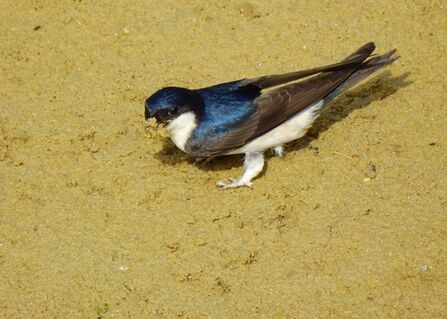 House martin_Photo 257299521, (c) Luís Lourenço, some rights reserved (CC BY-NC-ND), uploaded by Luís Lourenço