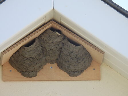House Martin nesting in new boxes / AWT staff