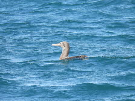 Young gannet