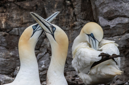 Gannet bill fencing