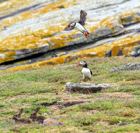 Puffins and rabbits on Burhou