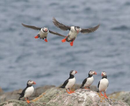 Puffins on Burhou