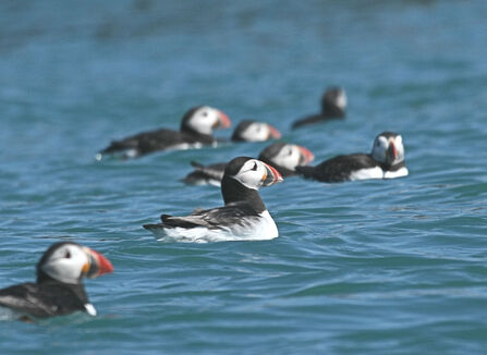 Puffins rafting
