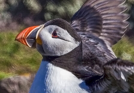 Puffin with its bright beak 