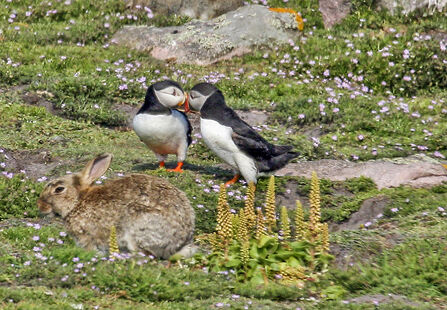 Puffins billing