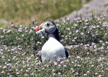 Puffin with fish in its beak