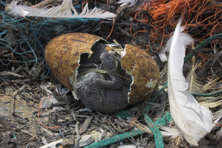 Gannet hatching