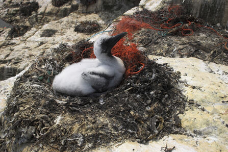 Gannet chick (estimated two weeks old)