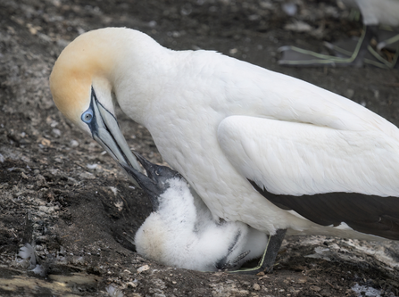Parent feeding chick