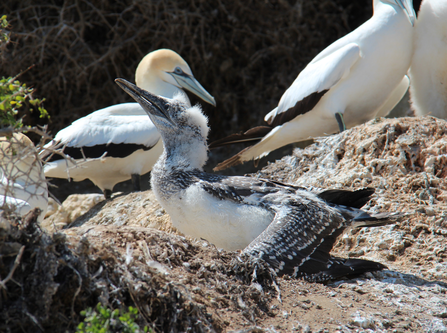 Gannet chick (estimated week 8) 