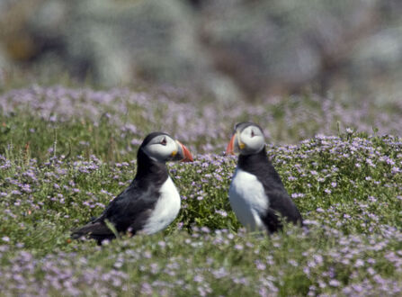 Puffins 