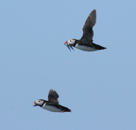 Puffins carrying fish