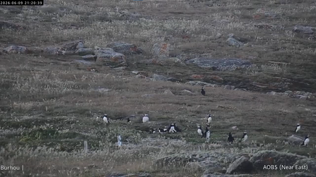 Puffin activities on Puffin Cam