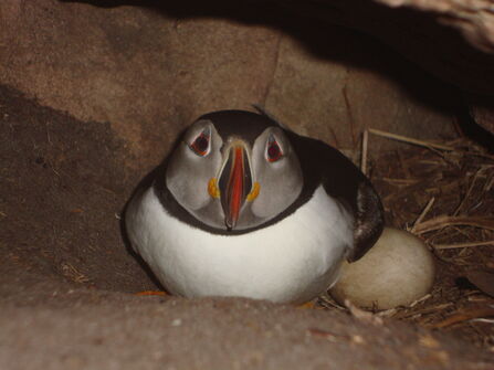 Puffin with its egg