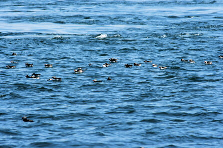 Puffins rafting