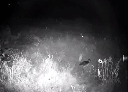 Puffling leaving its burrow in July