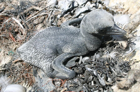 Gannet chick