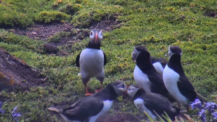 Puffins billing with curious neighbours watching