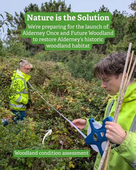 Understanding our woodland