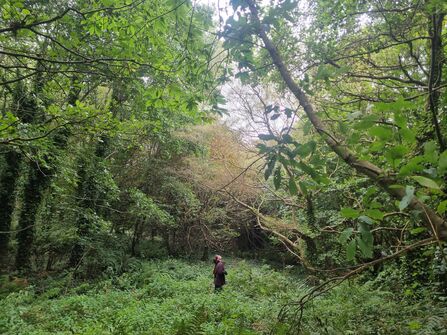 Standing amongst the trees planted undertaken between 2000-07 in the Petite Val Alderney