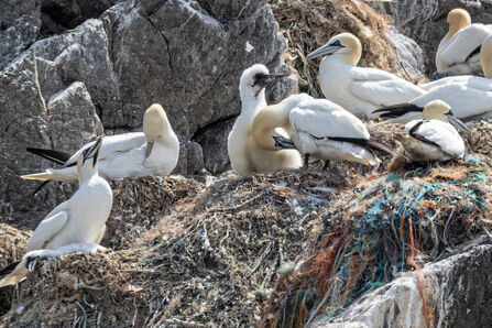 Gannet chick on Les Etacs